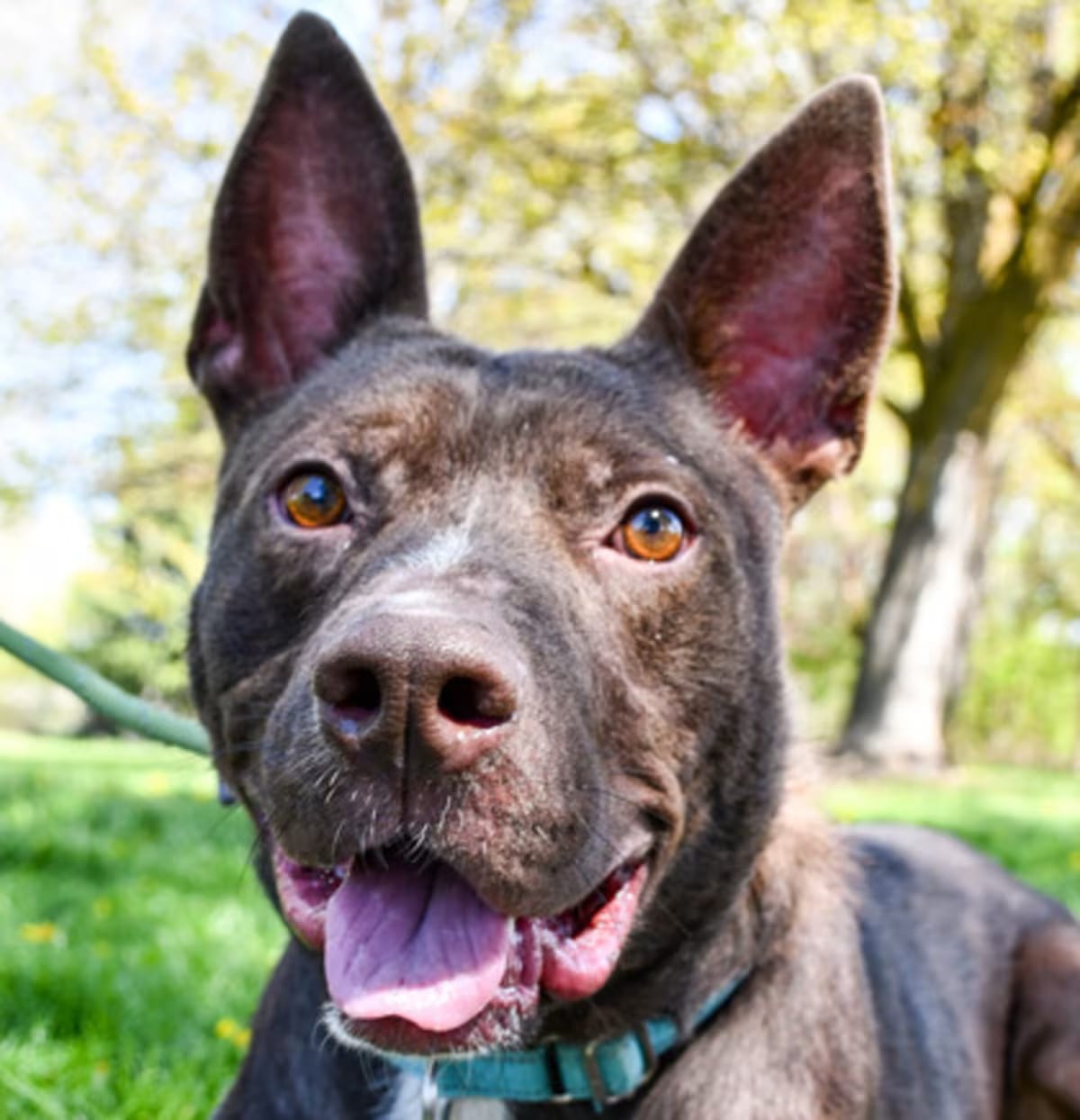 Photo of Hershey, adoptable Australian Cattle Dog/Australian Kelpie in Yakima, Washington
