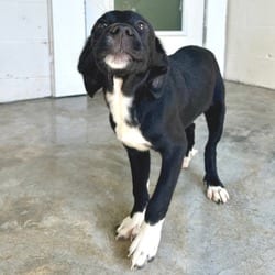 Photo of Baroness 7853, adoptable Mixed Breed (Medium) in Loxahatchee, Florida