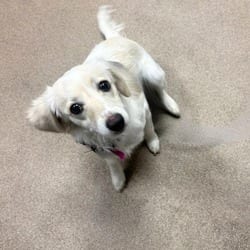 Photo of Molly, adoptable Dachshund in Aurora, Colorado