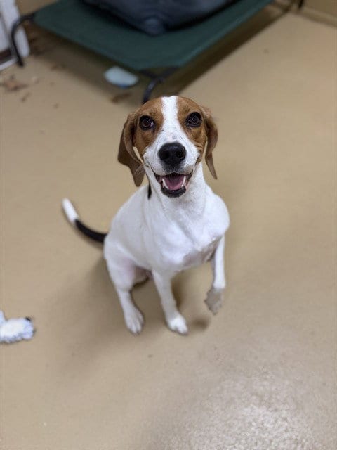Photo of A275564, adoptable Beagle in Chula Vista, California