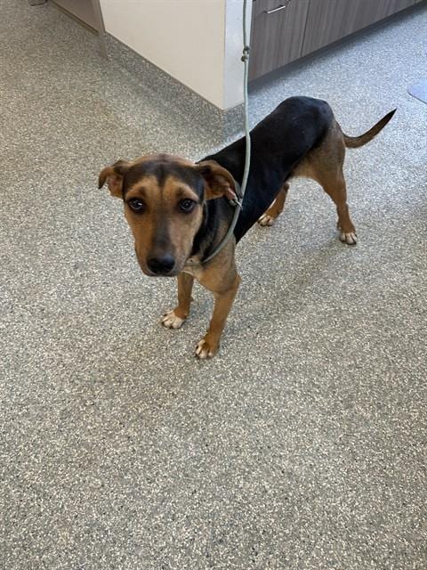 Photo of Dobby, adoptable Rhodesian Ridgeback in Paradise, California