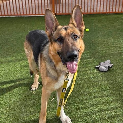 Photo of Zeus, adoptable German Shepherd Dog in Las Vegas, Nevada