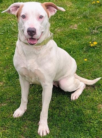 Photo of Marigold, adoptable Pit Bull Terrier in Akron, Ohio
