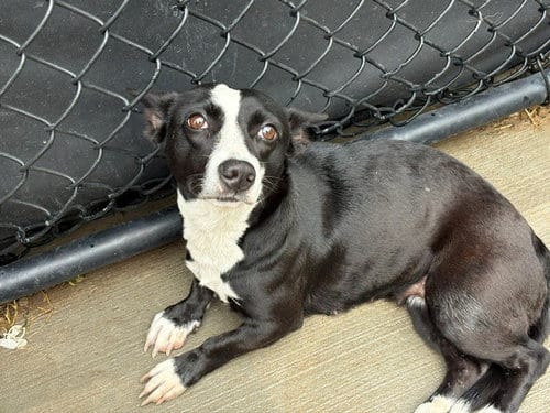 Photo of Fiona, adoptable Cardigan Welsh Corgi in Tulsa, Oklahoma