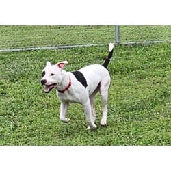 Photo of Rocky, adoptable Mixed Breed (Medium) in Georgetown, Delaware
