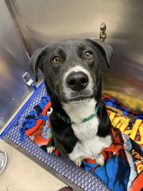 Photo of Reese, adoptable Pit Bull Terrier in Fairbanks, Alaska