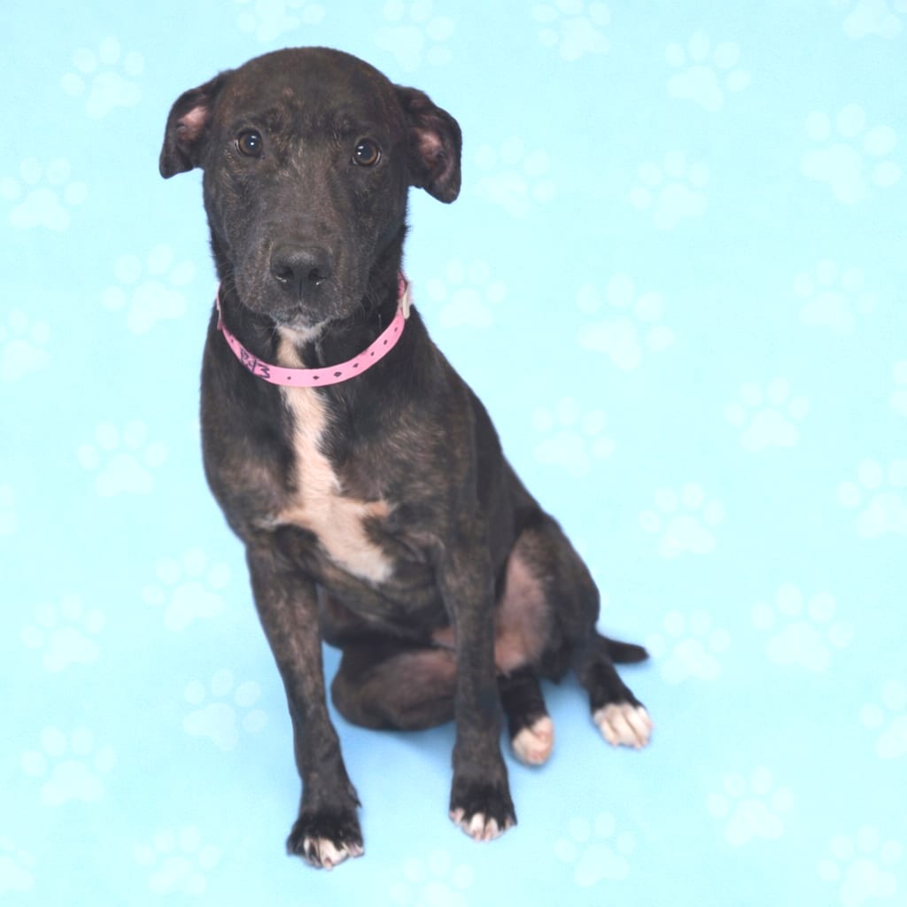 Photo of Elizabeth, adoptable Mixed Breed (Medium)