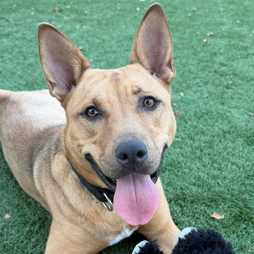 Photo of Carmella, adoptable Shiba Inu in Maryland, Missouri