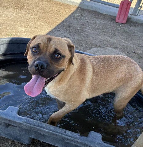 Photo of Roofus, adoptable Pit Bull Terrier in Bakersfield, California