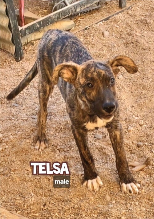 Photo of Tesla, adoptable Catahoula Leopard Dog in Golden Valley, Arizona