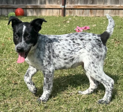 Photo of Cornbread, adoptable Australian Cattle Dog/Blue Heeler in Great Bend, Kansas