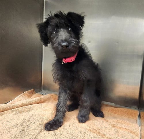 Photo of Minnie, adoptable Poodle (Standard) in Maryland, Missouri