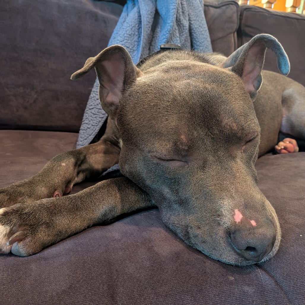 Photo of Noodle D11981, adoptable Terrier, American Pit Bull / Terrier, American Staffordshire in Princeton area, Minnesota