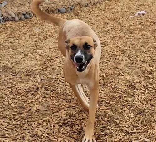 Photo of Oakly, adoptable German Shepherd Dog in Albuquerque, New Mexico