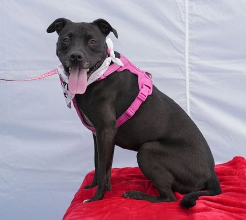 Photo of Rubi, adoptable Pit Bull Terrier in Dublin, Ohio