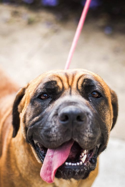 Photo of Norma, adoptable Mastiff in Chambersburg, Pennsylvania