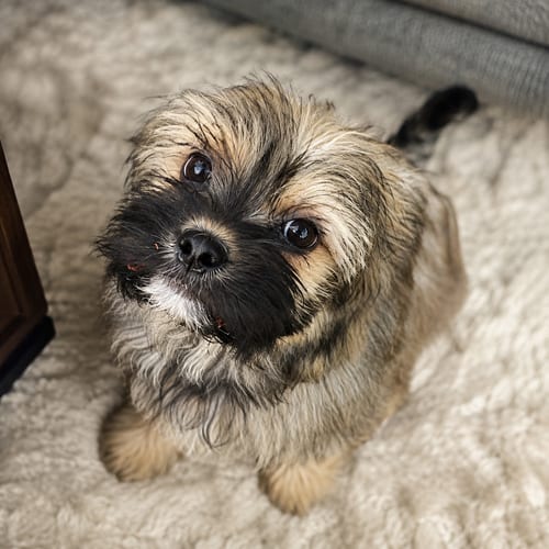 Photo of Miles, adoptable Terrier in Mooresville, North Carolina