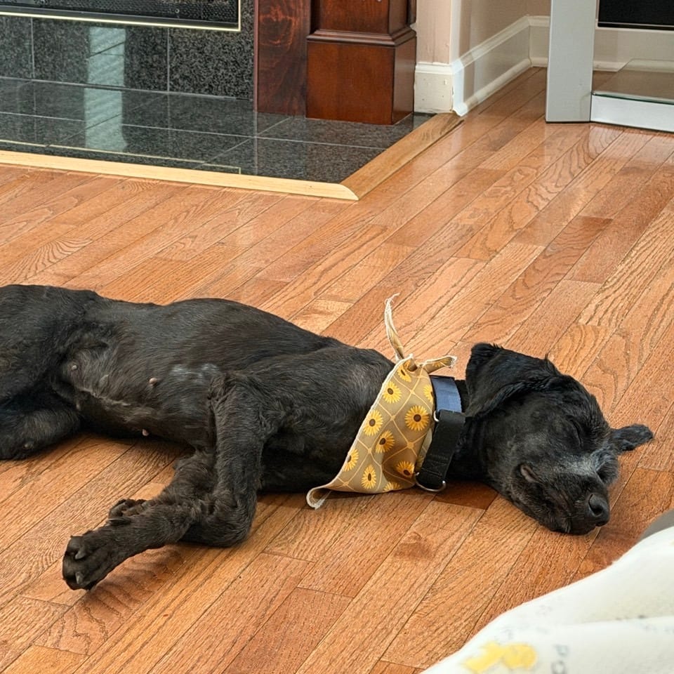 Photo of Jolene, adoptable Mixed Breed (Medium) in Chattanooga, Tennessee