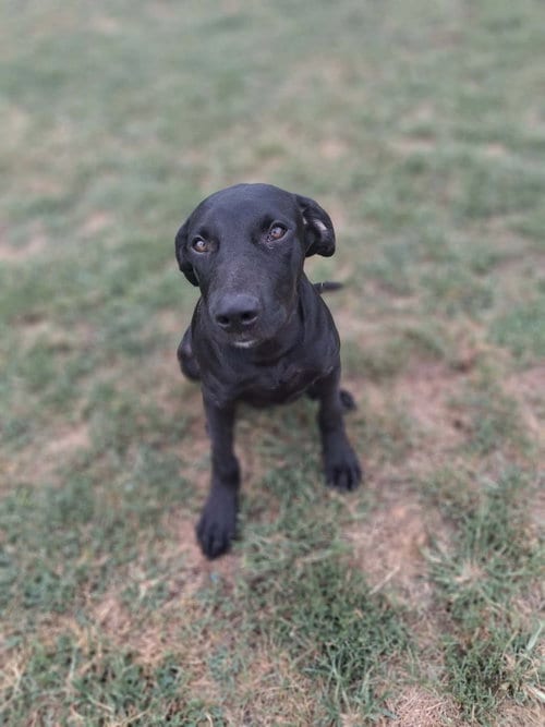 Photo of Scratchy, adoptable Great Dane in Martinsburg, West Virginia