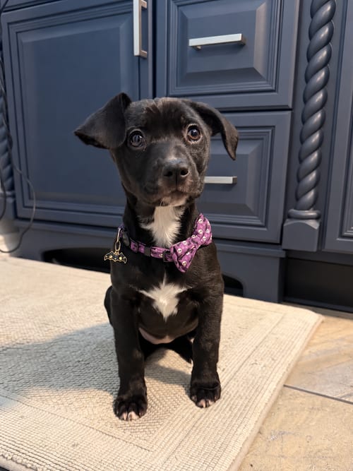 Photo of Alice, adoptable Beagle in Anchorage, Alaska