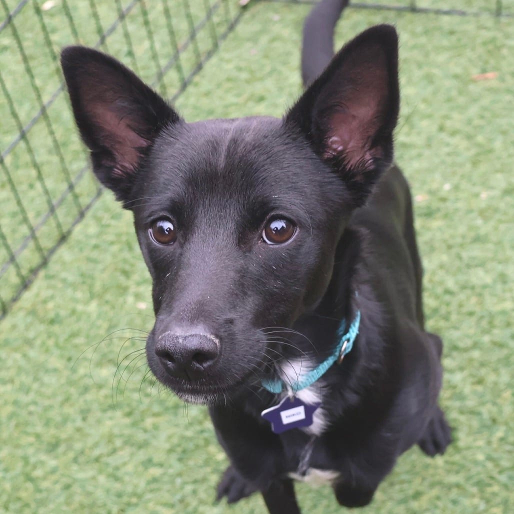 Photo of Niko, adoptable Mixed Breed (Medium) in San Francisco, California