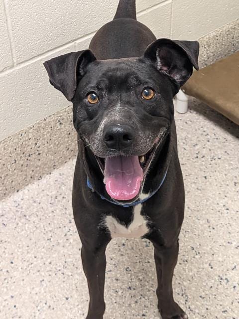 Photo of Keaton, adoptable Pit Bull Terrier in Brighton, Colorado