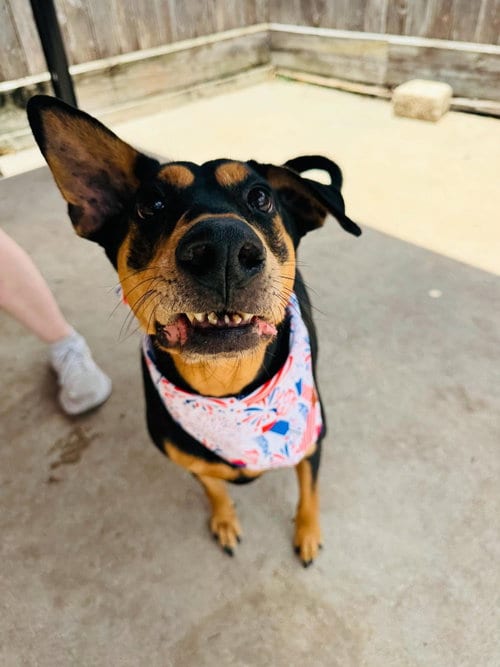 Photo of Madeline, adoptable Doberman Pinscher in Houston, Texas