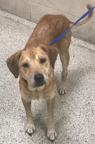 Photo of Jazz, adoptable Labrador Retriever in Conroe, Texas