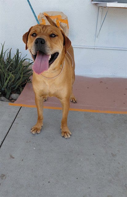 Photo of TU, adoptable Labrador Retriever in Baldwin Park, California