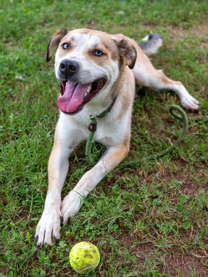 Photo of Tabasco, adoptable dog in Chamblee, Georgia