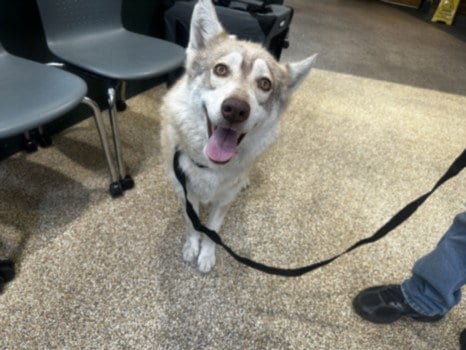 Photo of Mickey, adoptable Siberian Husky in Los Angeles, California