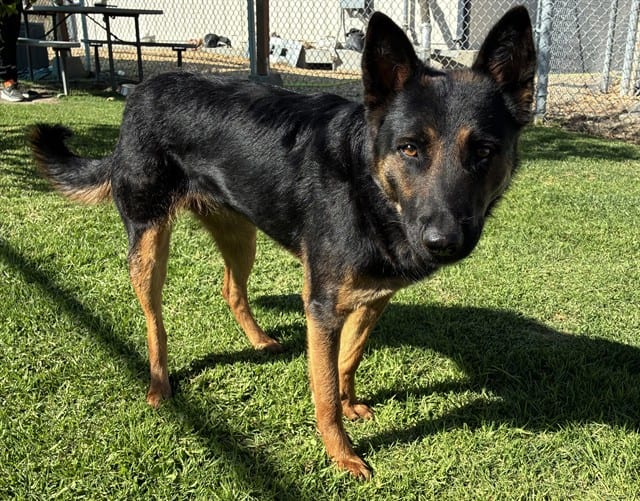 Photo of Senior Shepherd, adoptable Shepherd in Devore, California