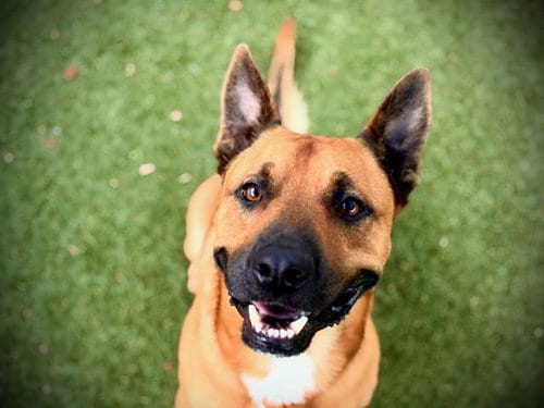 Photo of Maze, adoptable Black Mouth Cur in Orlando, Florida