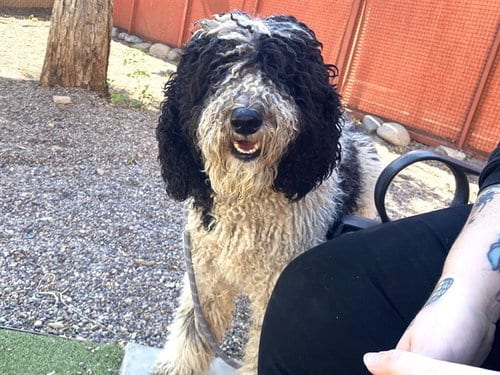 Photo of Dean, adoptable Poodle (Standard) in Phoenix, Arizona
