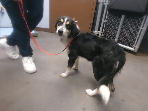 Photo of Daisy, adoptable Border Collie in Phoenix, Arizona