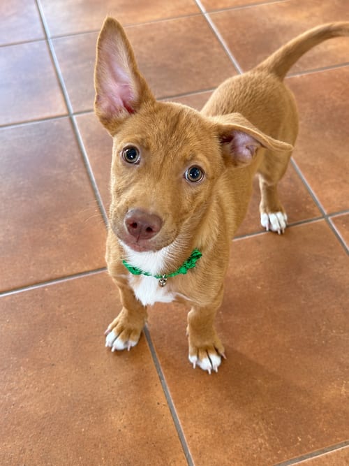 Photo of Leo, adoptable Terrier in St. Augustine, Florida