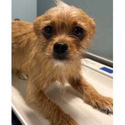 Photo of Frida, adoptable Chihuahua in San Antonio, Texas