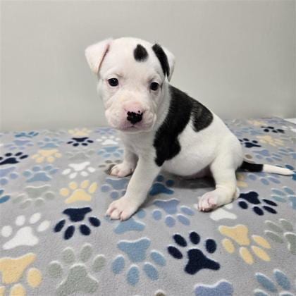 Photo of Cow, adoptable Husky in Plano, Texas