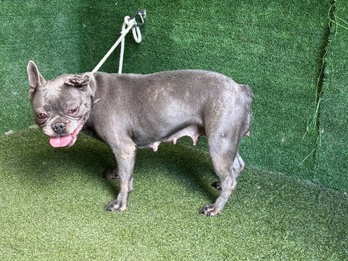 Photo of Britt, adoptable French Bulldog in Lancaster, California