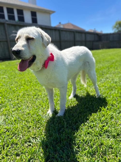 Photo of Elsa, adoptable Great Pyrenees in Spring, Texas