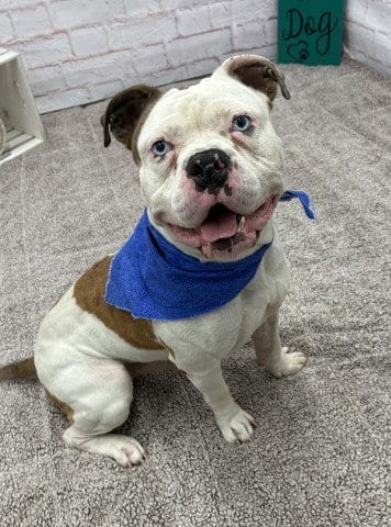 Photo of Justo, adoptable Bulldog in Detroit, Michigan