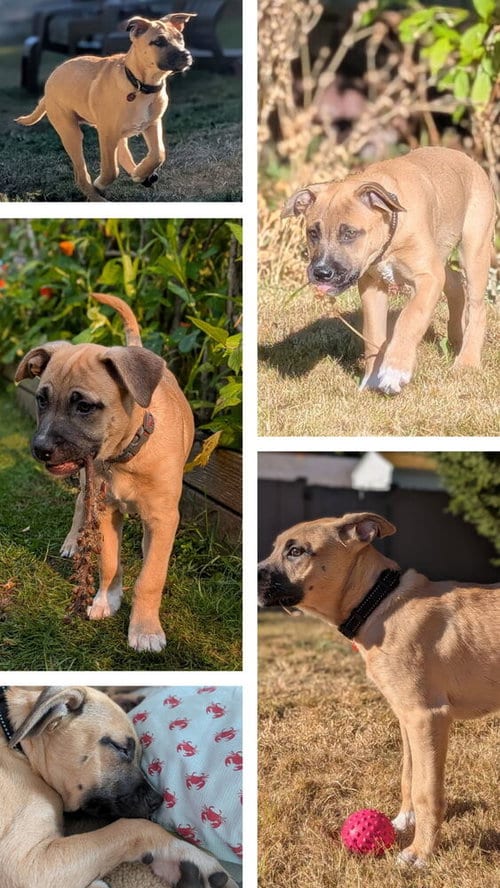 Photo of Carmen, adoptable Terrier in Bellingham, Washington