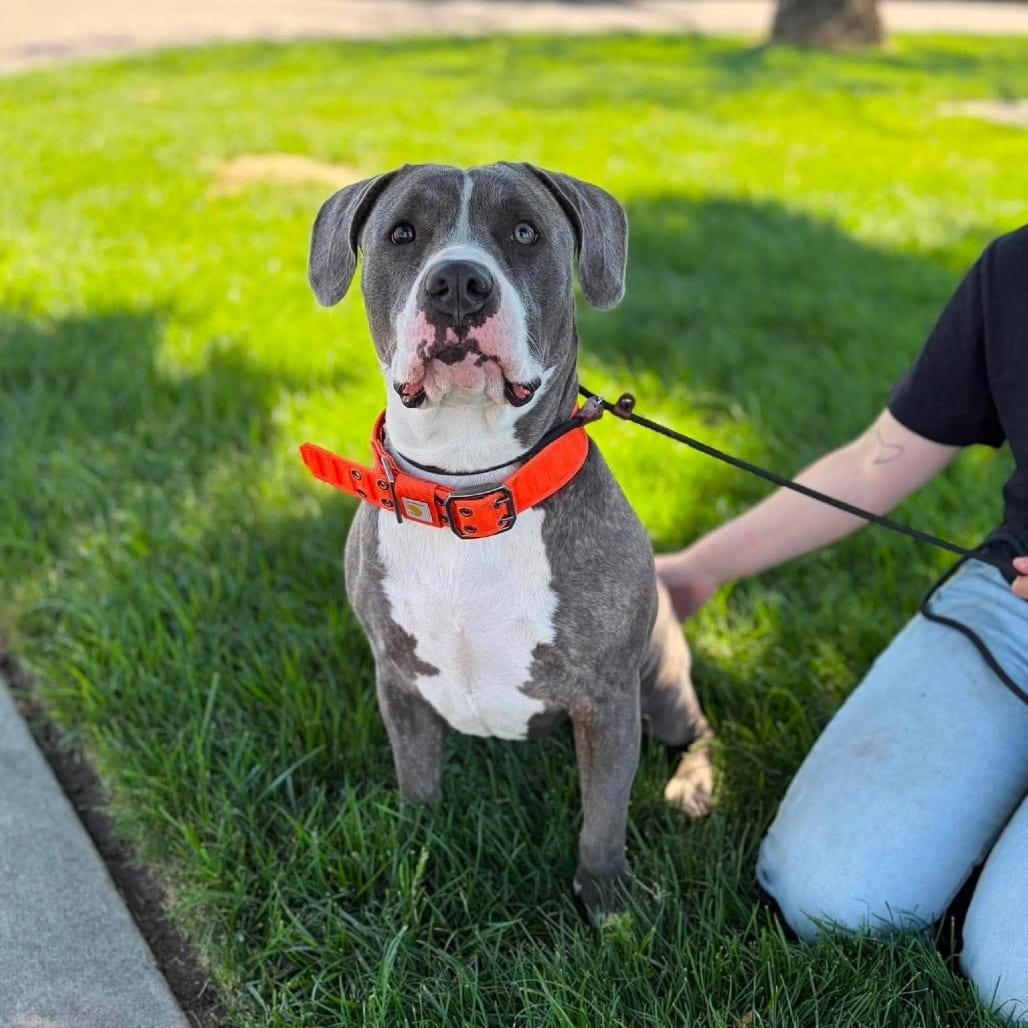 Photo of Hallie, adoptable Terrier, American Staffordshire in California, California