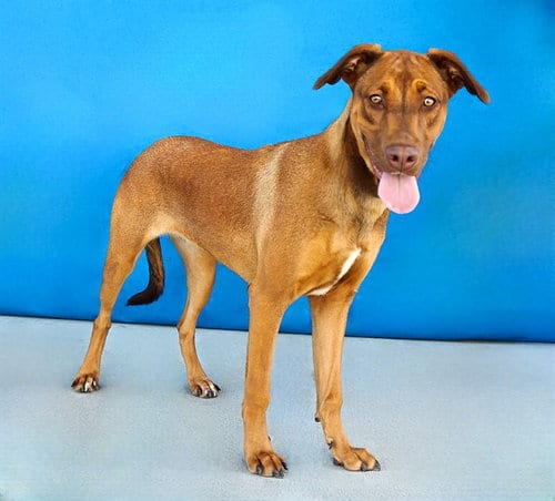 Photo of MJ, adoptable Labrador Retriever in Baldwin Park, California