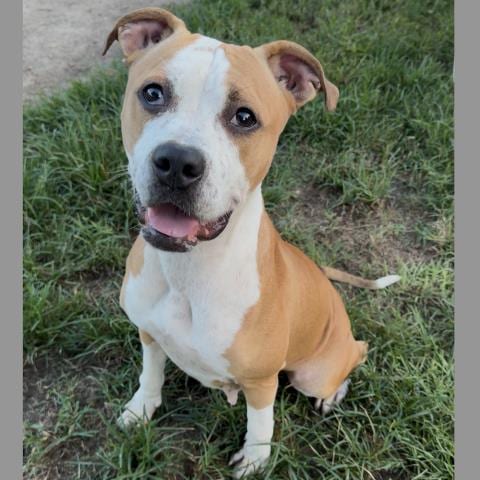 Photo of Tizzy, adoptable Boxer in Conroe, Texas