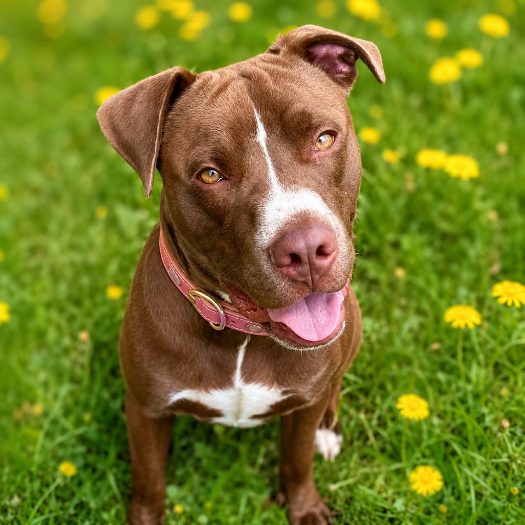 Photo of Agate, adoptable Retriever, Labrador / Mixed Breed (Medium) in Binghamton, New York