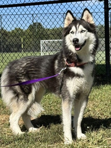 Photo of Danka, adoptable Husky in Derwood, Maryland