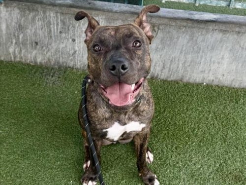 Photo of Kelly, adoptable Pit Bull Terrier in Los Angeles, California