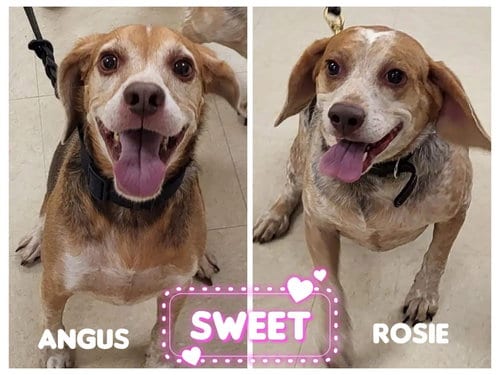 Photo of Angus and Rosie, adoptable Beagle in Tampa, Florida