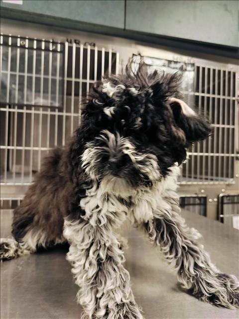 Photo of Damion, adoptable Poodle (Miniature) in Chatsworth, California